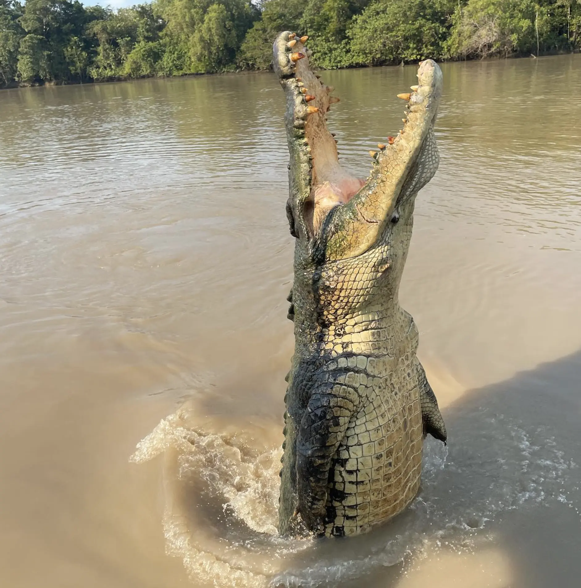 Jumping Crocodile Shows