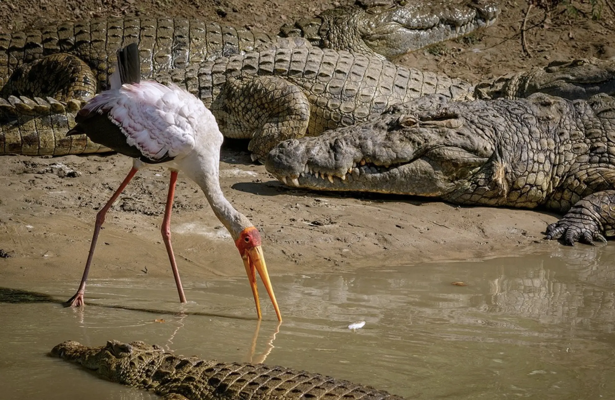 Kakadu National Park Wildlife