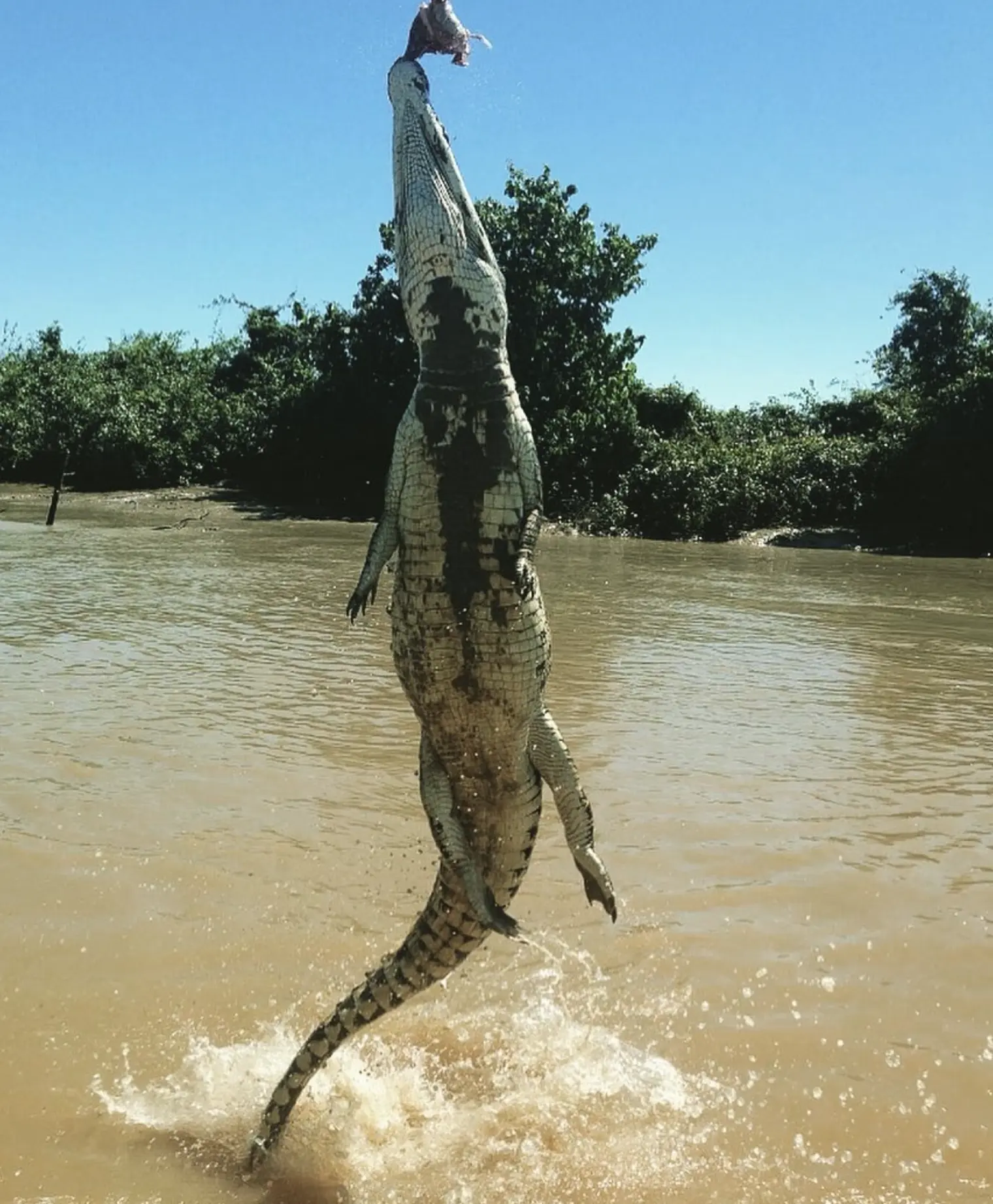 jumping croc tours Darwin